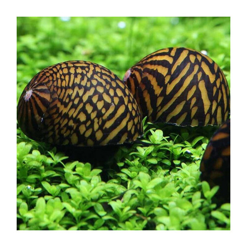 Neritina Batik - immagine 2