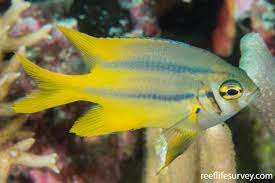 Neoglyphidodon nigroris