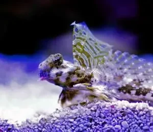 SYNCHIROPUS OCELLATUS