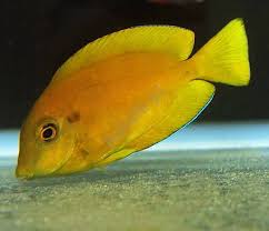 Acanthurus olivaceus - immagine 2