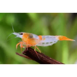 CARIDINA RILI