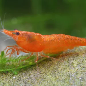 CARIDINA ORANGE SAKURA