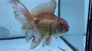 Oranda Bronze