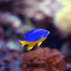 Chrysiptera hemicyanea