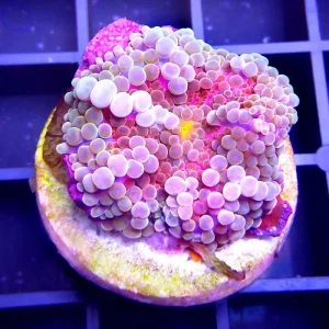 Ricordea florida – GRADE A+