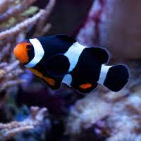 Anphiprion ocellaris Darwin