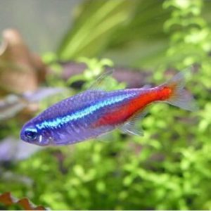 PARACHEIRODON INNESI (NEON)