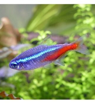 PARACHEIRODON INNESI (NEON)