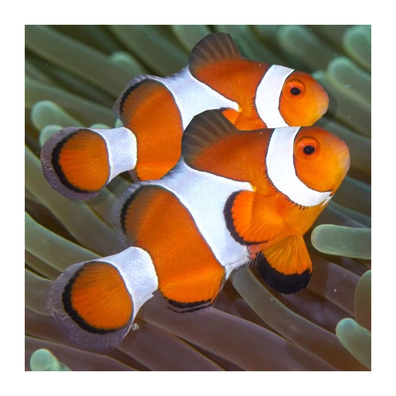 AMPHIPRION PERCULA - immagine 2