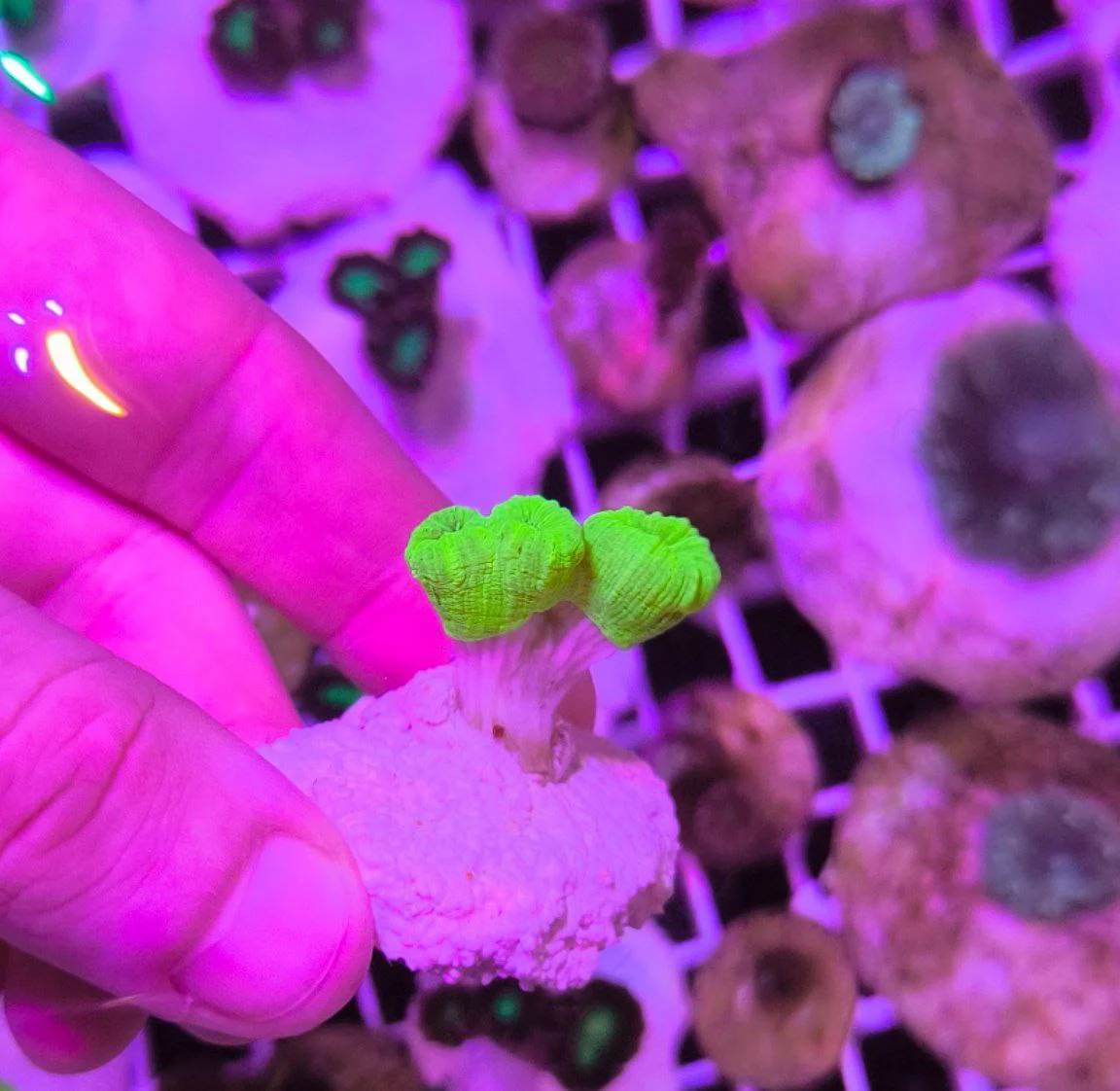 Caulastrea furcata green fluo – 3 calici - immagine 3