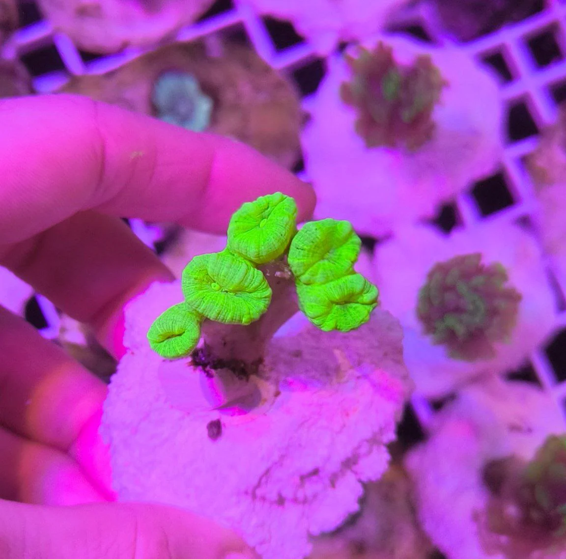 Caulastrea furcata green fluo – 5 calici - immagine 3