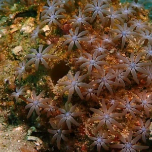 Acrossota amboinensis – large