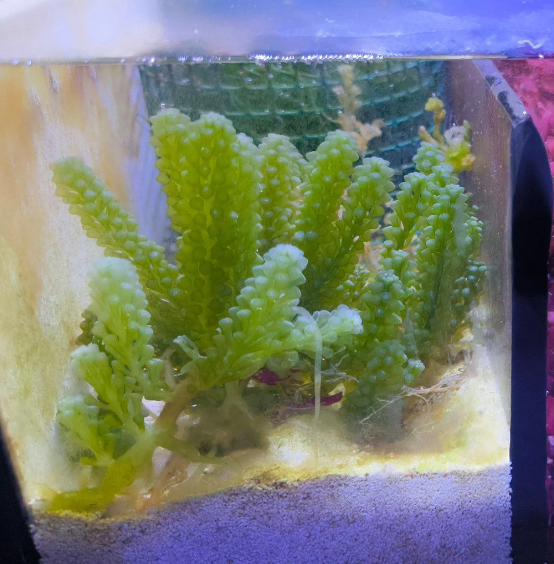 Starter – Caulerpa lentillifera – RARITÀ - immagine 3