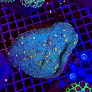 Mycedium blue – colonia madre – WYSIWYG