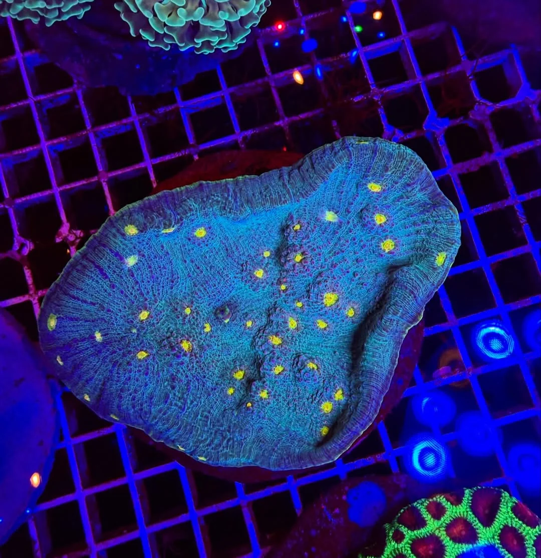 Mycedium blue – colonia madre – WYSIWYG