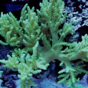 Capnella imbricata green fluo – taglia media