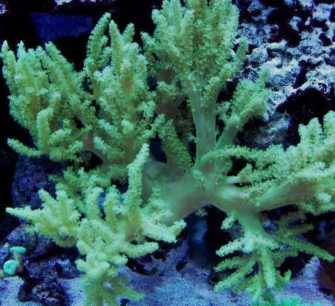 Capnella imbricata green fluo – taglia media - immagine 2