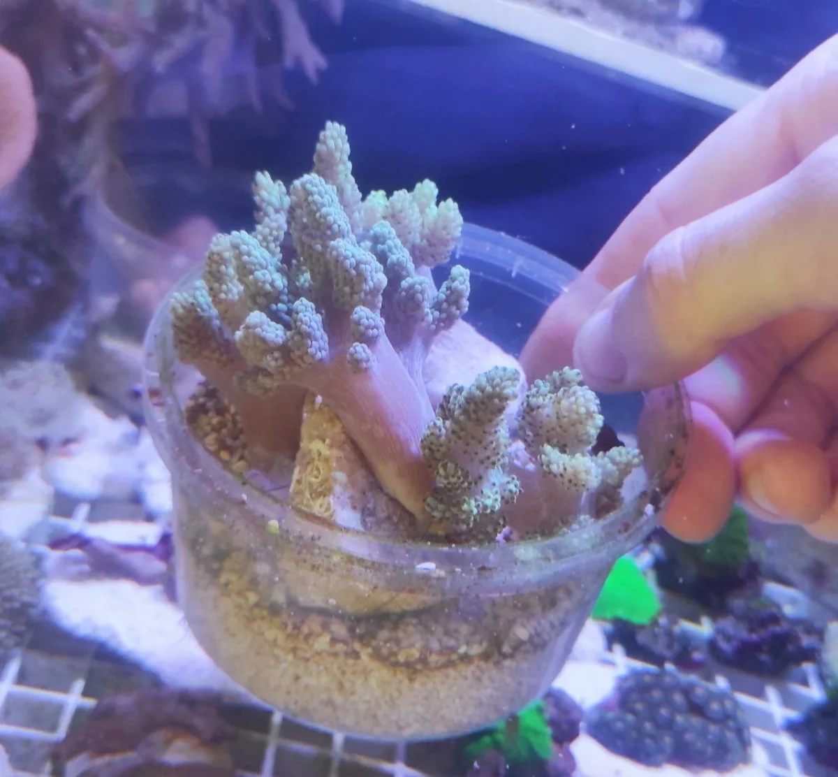 Capnella imbricata green fluo – taglia media - immagine 4