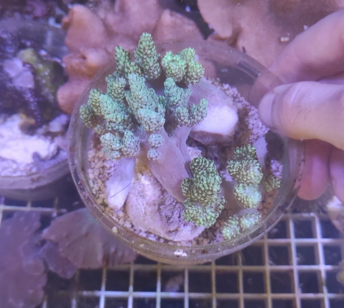 Capnella imbricata green fluo – taglia media - immagine 3