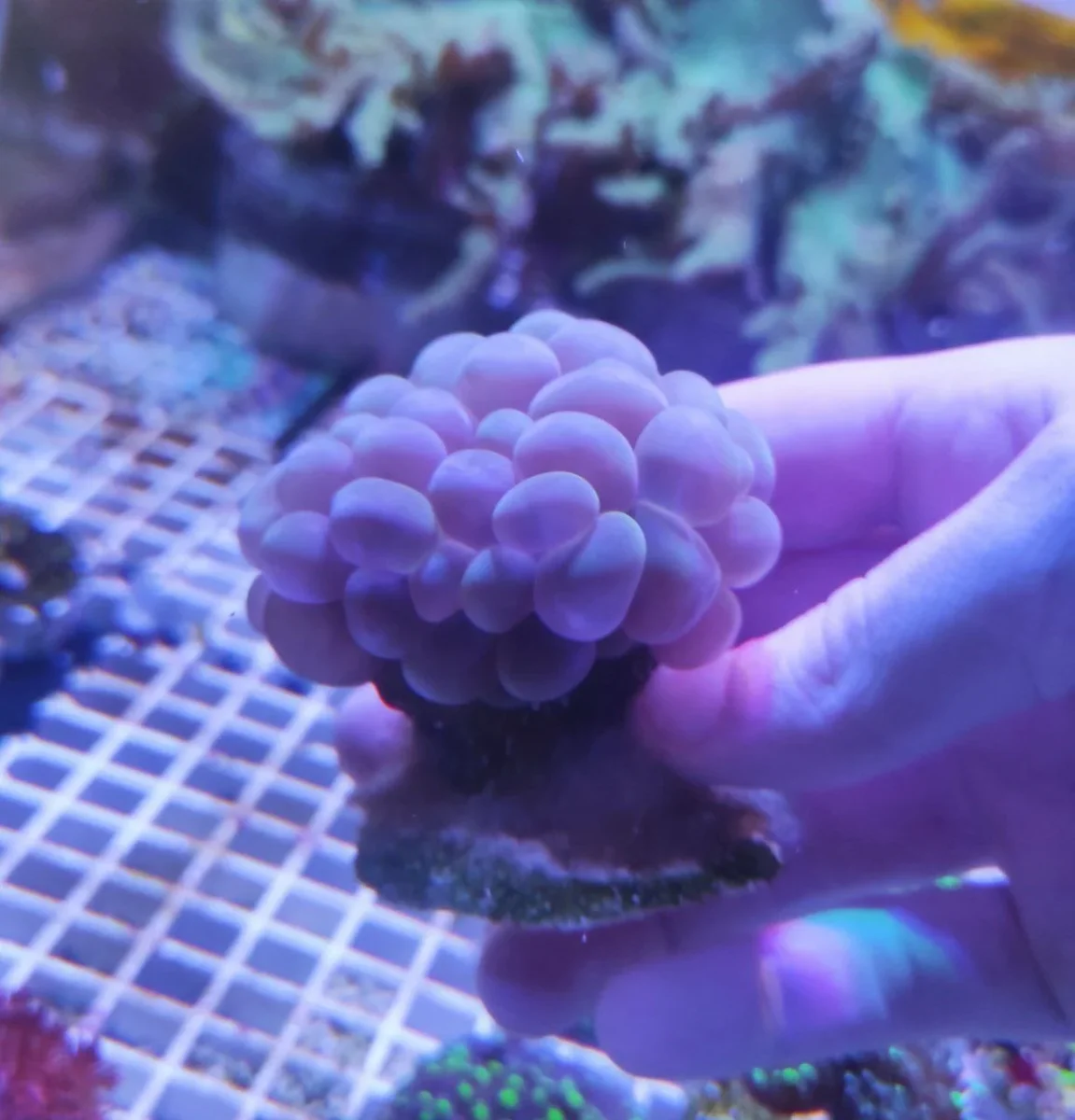 Plerogyra sinuosa - immagine 4