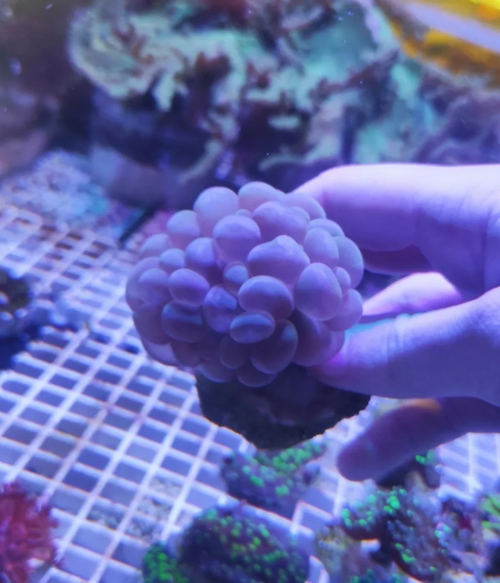 Plerogyra sinuosa - immagine 3