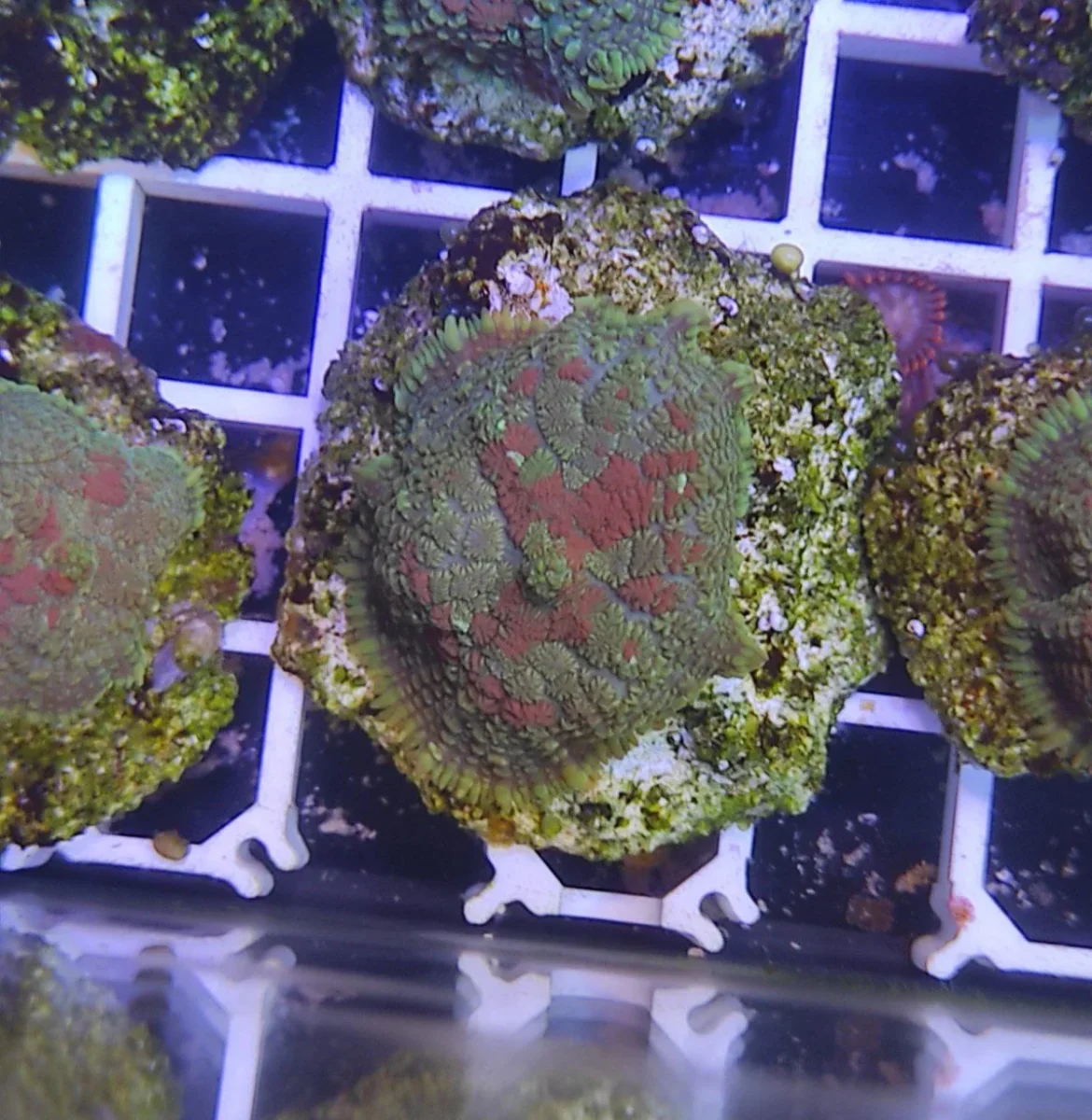 Rhodactis red ring - immagine 3