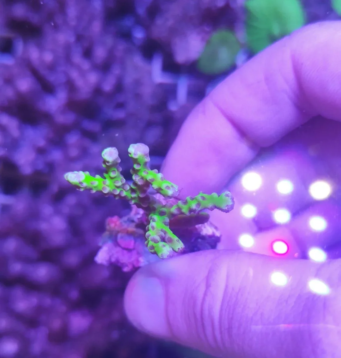 Anacropora Forbesi Goblin – frag di 3-4 cm - immagine 3