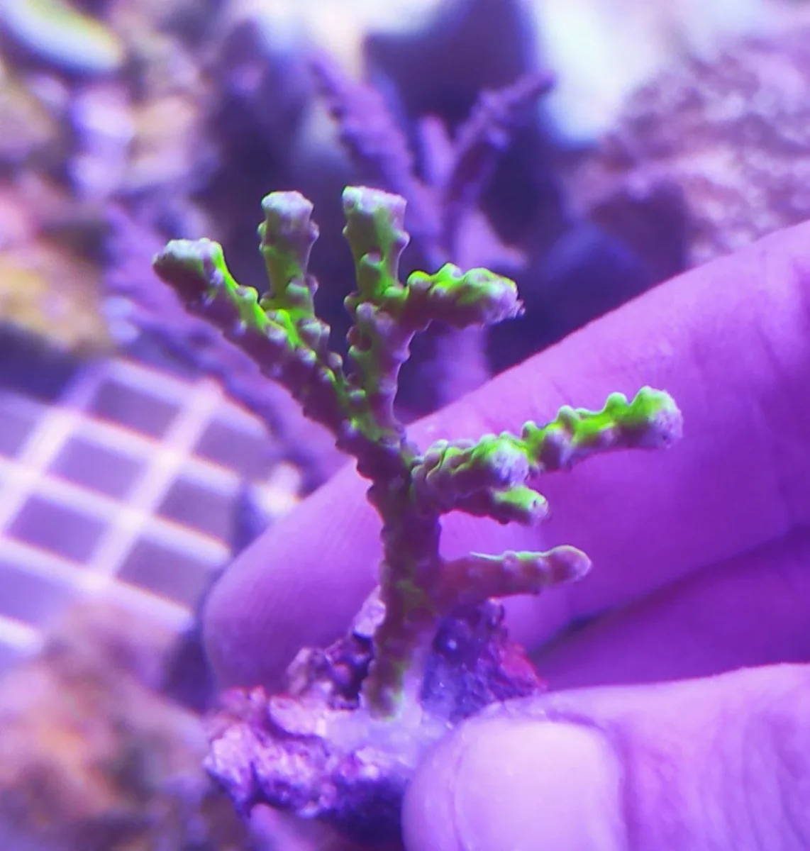 Anacropora Forbesi Goblin – frag di 3-4 cm - immagine 4