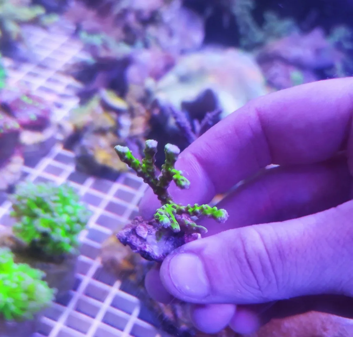 Anacropora Forbesi Goblin – frag di 3-4 cm - immagine 5