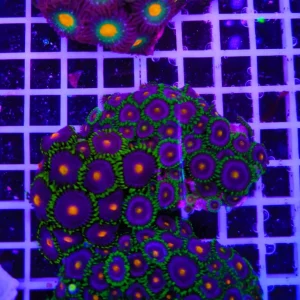 Zoanthus tropical prism – extralarge, GRADO A