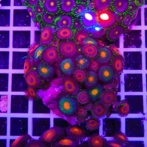 Zoanthus pheasante eye combo gorilla nipples – extralarge, GRADO A