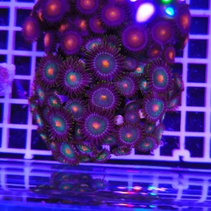 Zoanthus Sahara fringe – extralarge, GRADO A WYSIWYG