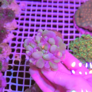 Plerogyra sinuosa – colonia madre L