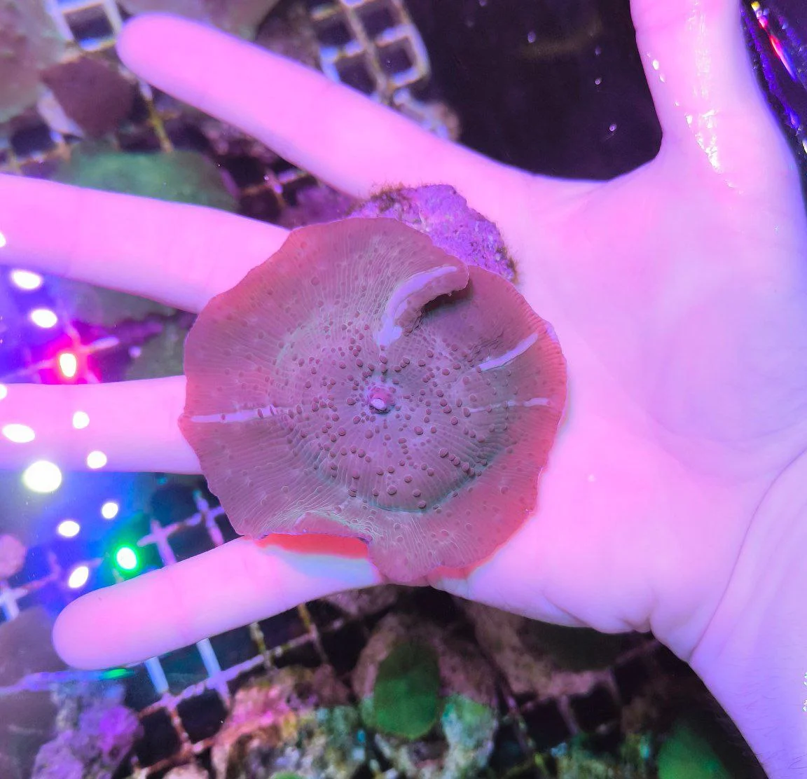 Discosoma brick spotted XXL WISIWIG - immagine 3