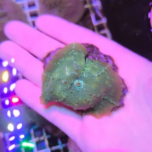 Discosoma green spotted XXL WISIWIG