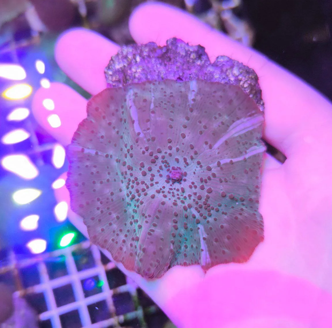 Discosoma brick spotted XXL WISIWIG - immagine 4