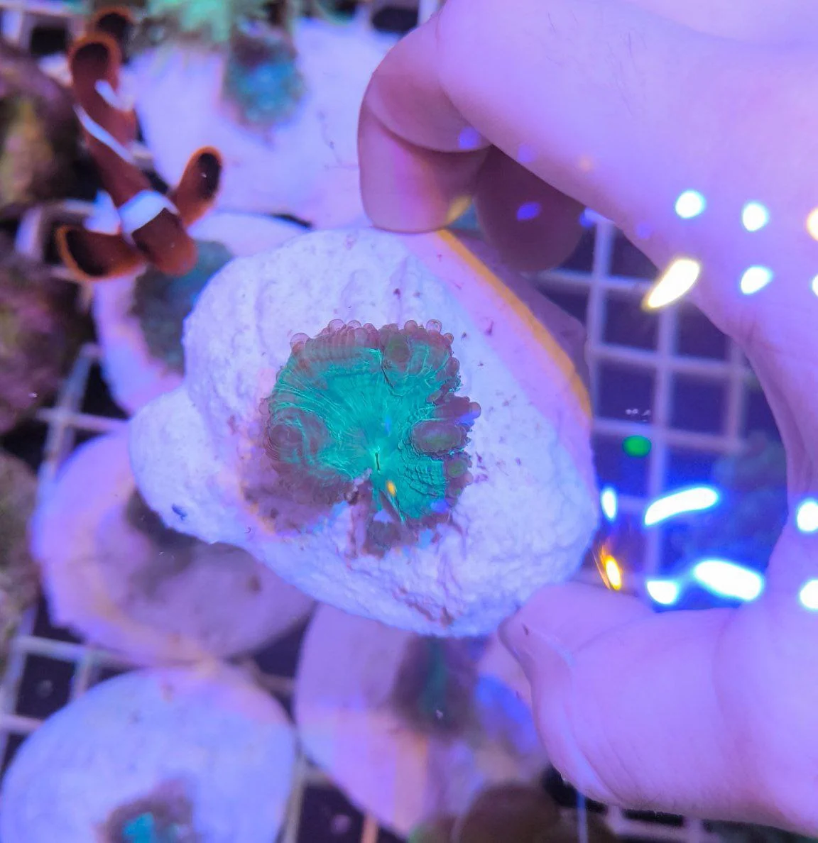 Blastomussa wellsi green bicolor – 1 calice (grande) - immagine 3