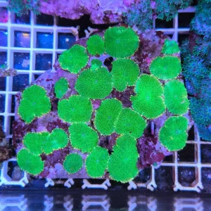 Colonia rhodactis green sun – colonia madre (20-25 polipi)