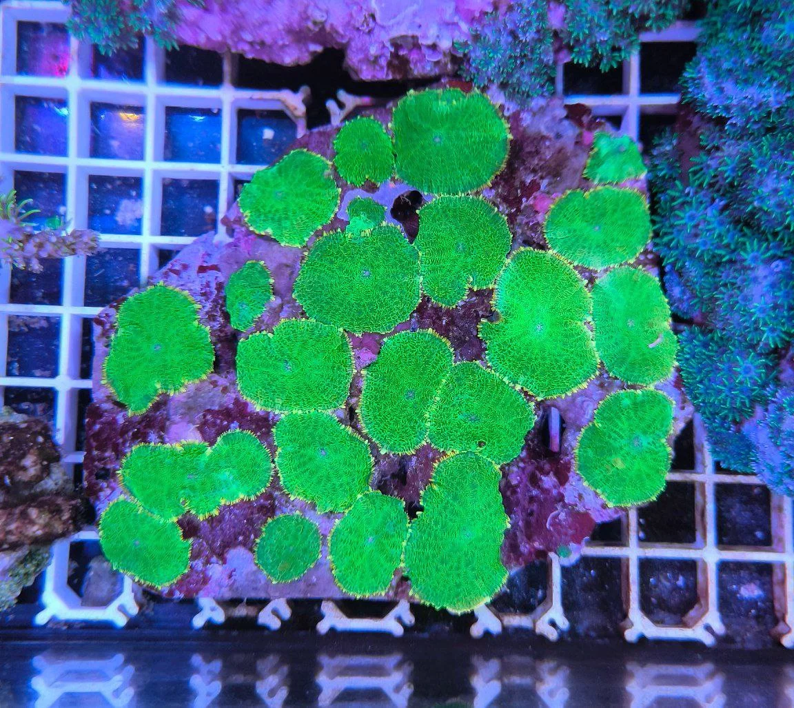 Colonia rhodactis green sun – colonia madre (20-25 polipi)