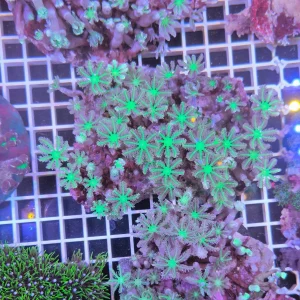 Anthelia papaya tricolor – colonia madre