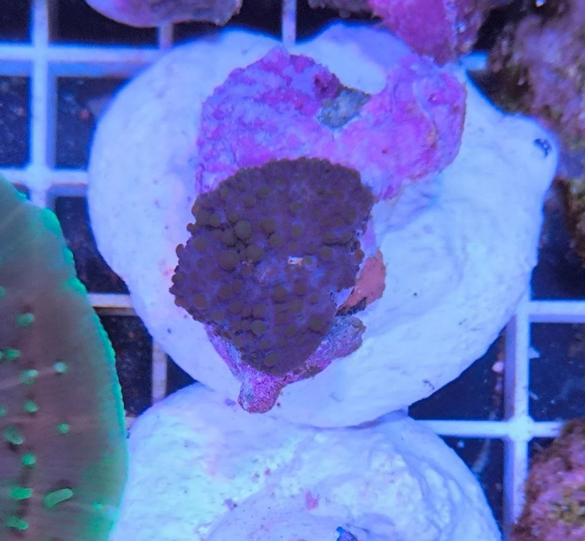 Rhodactis black star - immagine 4