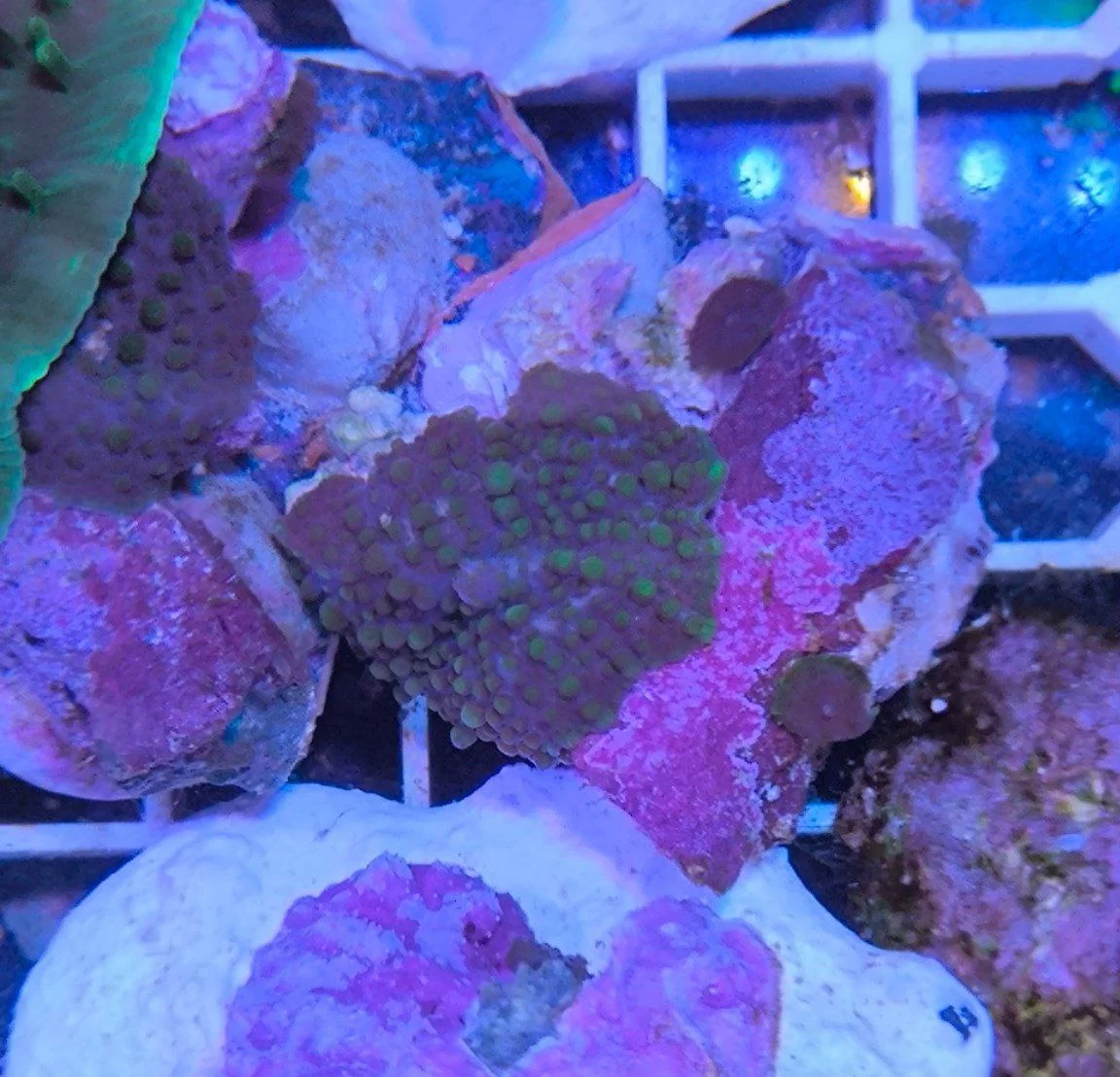 Rhodactis black star - immagine 3