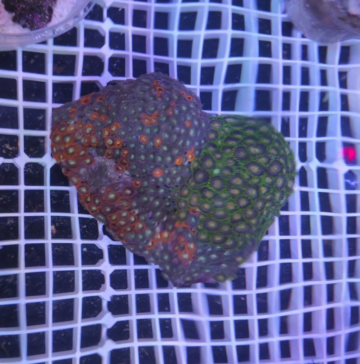 Zoanthus mix fantasy – COLONIA MADRE 18-25 cm, grado A - immagine 6