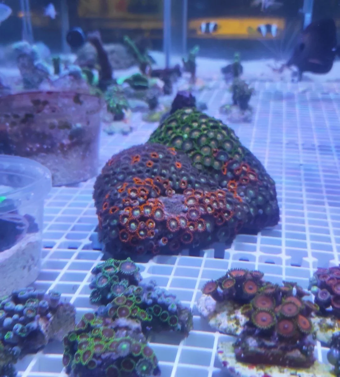 Zoanthus mix fantasy – COLONIA MADRE 18-25 cm, grado A - immagine 5