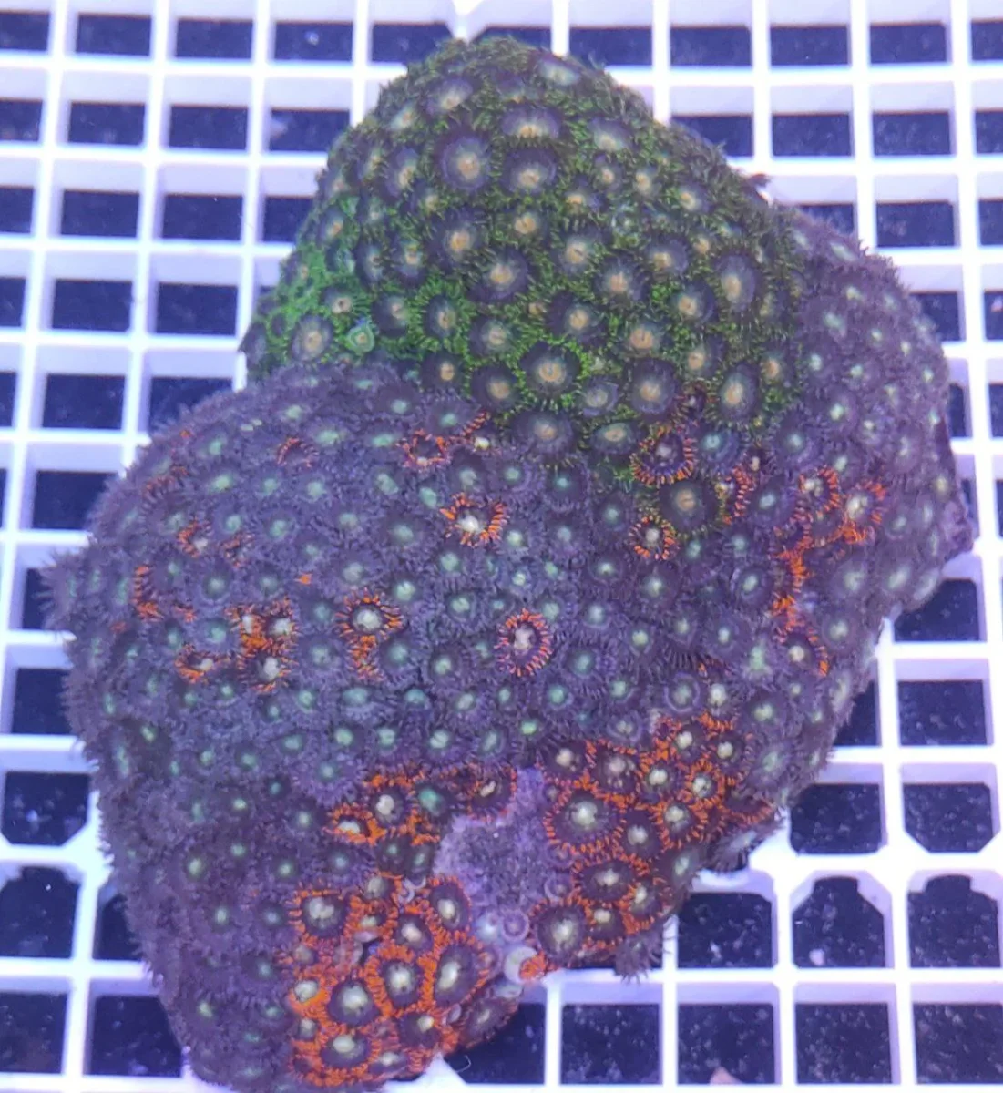 Zoanthus mix fantasy – COLONIA MADRE 18-25 cm, grado A - immagine 4