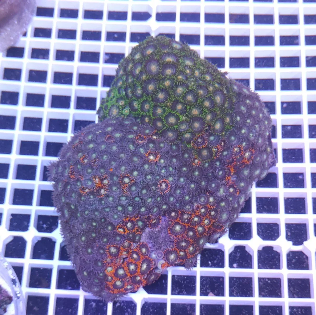 Zoanthus mix fantasy – COLONIA MADRE 18-25 cm, grado A - immagine 3