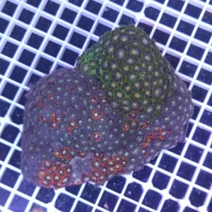 Zoanthus mix fantasy – COLONIA MADRE 18-25 cm, grado A