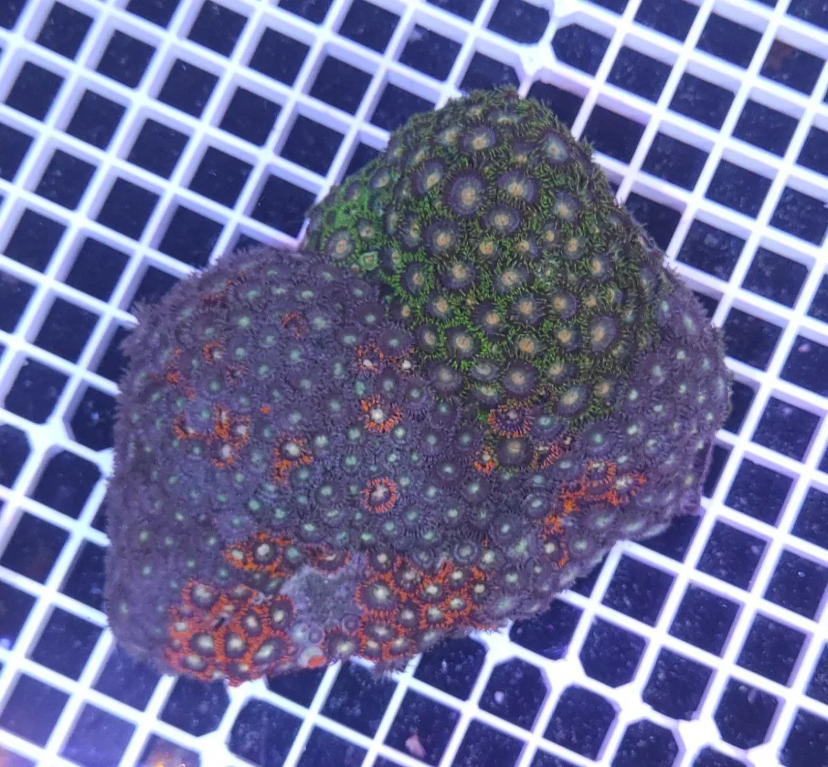 Zoanthus mix fantasy – COLONIA MADRE 18-25 cm, grado A - immagine 2