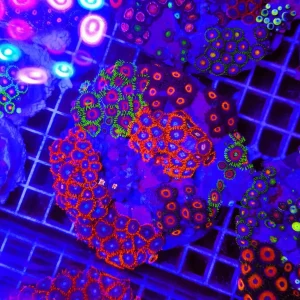 Zoanthus MIX – COLONIE MADRE