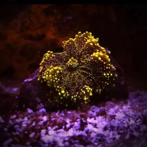 Ricordea yuma golden